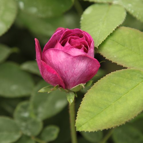 Rosa Tuscany Superb - lila - Szimpla virágú - magastörzsű rózsafa- bokros koronaforma